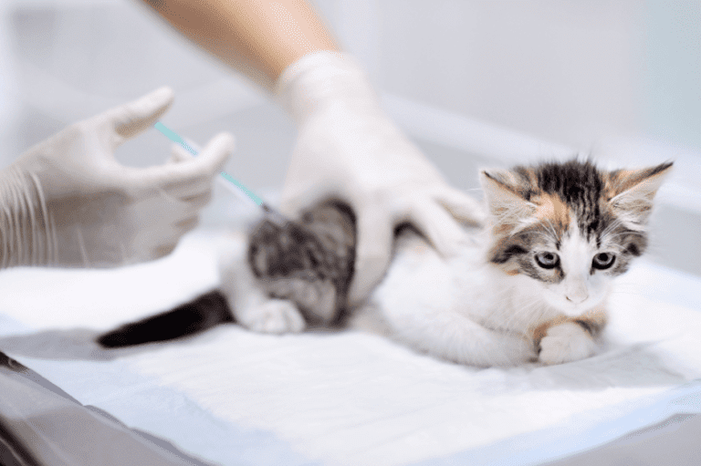 Kedi Aşı Programı