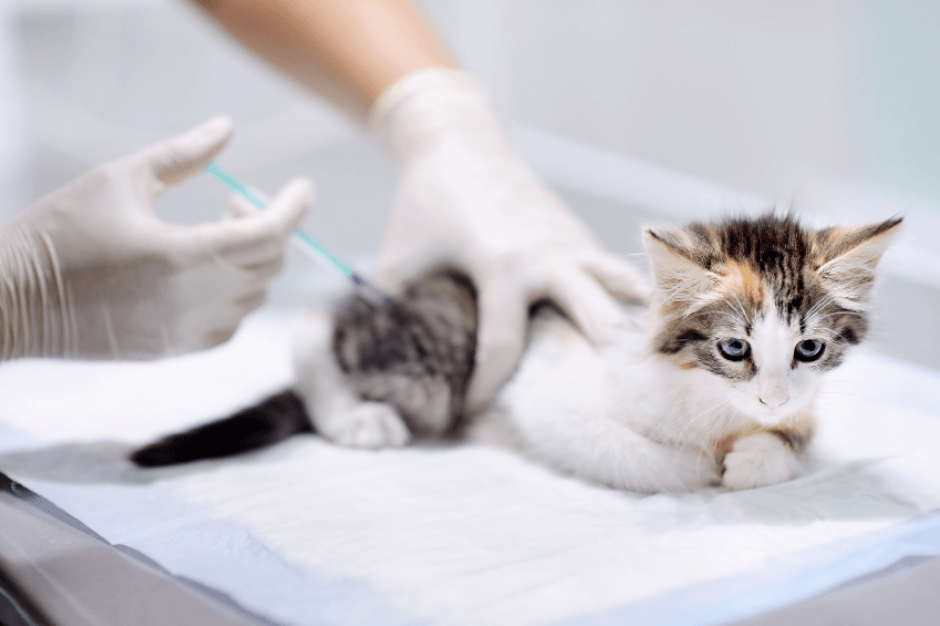 Kedi Aşı Programı